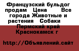 Французский бульдог продам › Цена ­ 1 - Все города Животные и растения » Собаки   . Пермский край,Краснокамск г.